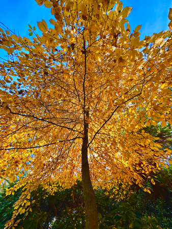 Beautiful golden autumn beech tree, close-up