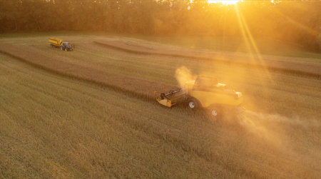 Aerial view of combine harvester harvest wheat on a yellow field during sunset