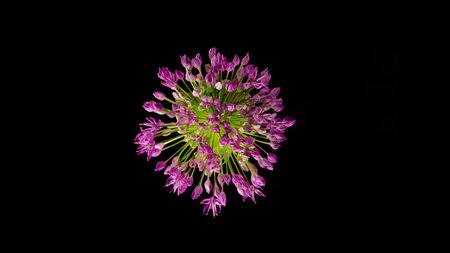 Beautiful purple ornamental onion blossom (allium giganteum) on black background