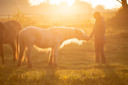 Tinker horse (Galineers Cob) with a girl in a field with rising morning sunの写真素材