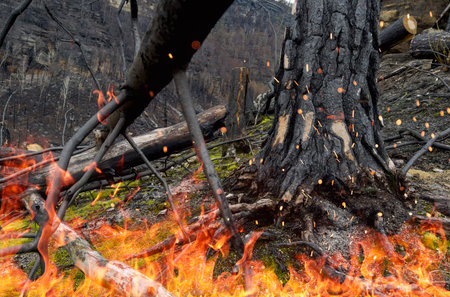 Forest after a devastating fire. Cut down charred trees rolling on the ground.の写真素材