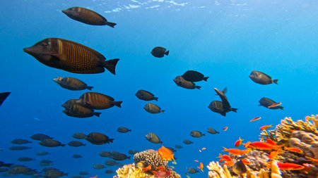 Underwater Tropical Corals Reef with colorful sea fish. Marine life sea world. Tropical colourful...