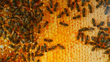 Bees Walking on Honeycomb and Carrying Honey. Macro shot of Domesticated Insect, Beekeeper and...