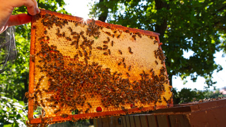 Bees Walking on Honeycomb and Carrying Honey. Macro shot of Domesticated Insect, Beekeeper and...