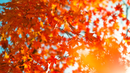 Falling colorful autumn leaves from maple tree (acer palmatum)