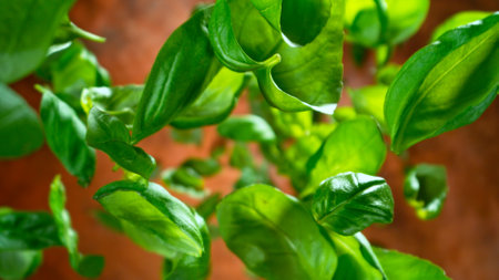 Freeze motion of falling and rotating fresh basil leaves, macroの写真素材