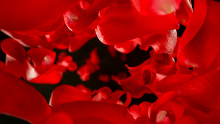 Freeze motion of flying rose petals on black backgroundの写真素材