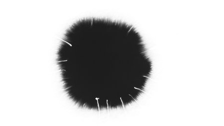Macro Shot of Black Ink Drops Isolated on White Backgroundの写真素材