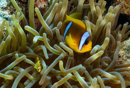 Underwater Tropical anemone with Red sea clownfish (amphiprion bicinctus) . Marine life sea world. Tropical colourful underwater seascape.の写真素材