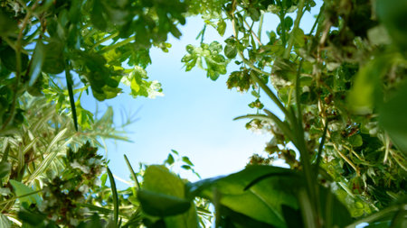 unique perspective - a view of a flowerbed of fresh herbs from below, macro shotの写真素材