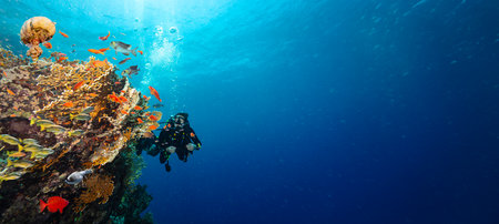 Scuba Diver Swimming in Deep Sea with Sunrays and Beautiful Coral Reef with Colorful Fishesの写真素材