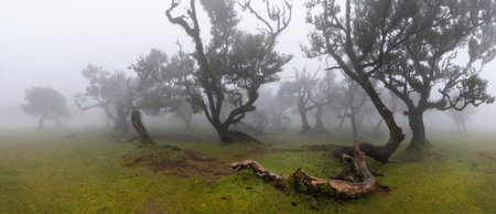 Fanal forest , old mystical trees in Madeira island, Portugal, Unesco