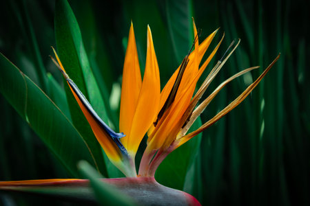 Macro Crane flower or Strelitzia reginaei , Madeira island, Portugal