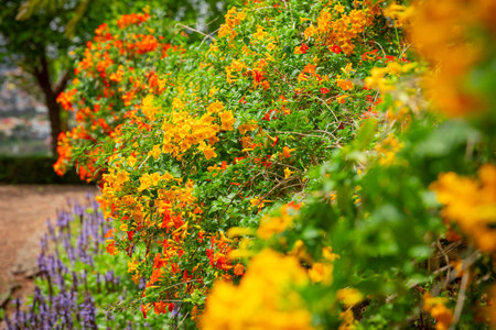 Blooming spring flowers in a flower bed, detail of petals, concept of spring coming in Mediterranean garden, sunの写真素材