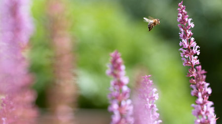 Macro of a bee flying to a purple sage flowerの写真素材