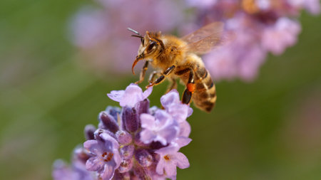 Macro of a bee flying to a purple flowerの写真素材