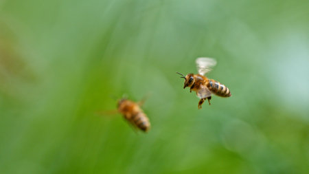 Macro of a bee flying , green bokeh backgroundの写真素材