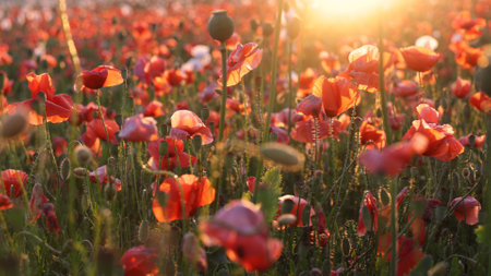 Poppies Field in Sunset, Blooming Flowers, Macroの写真素材