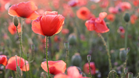 Poppies Field in Sunset, Blooming Flowers, Macro