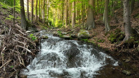 Beautiful Sunrise In Sunny Spring Forest with Stream . Sunlight Sunbeams Through Woods In Forest Landscape. Panorama Panoramic Viewの写真素材