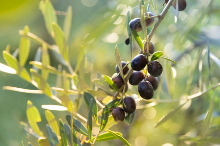 Olive tree with green ripe olives in an olive garden . Green olive tree lit by the rays of the sunの写真素材