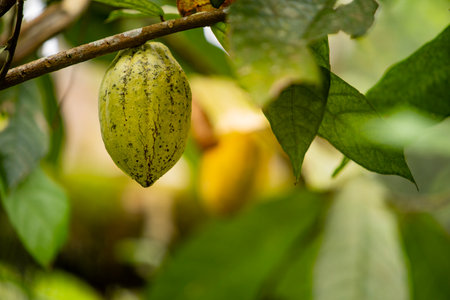 Cocoa fruit growing in a tropical forest of Bali, Indonesia