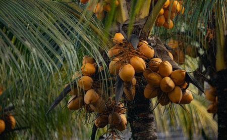 Coconuts on a palm tree. Fruits of coconuts grow on a tree. Harvest of tropical fruits.の写真素材