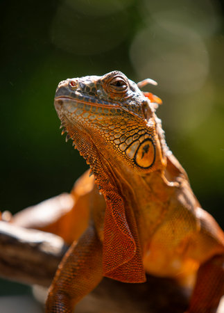 A close-up of an orange iguana sunbathing with beautiful skin colorの写真素材