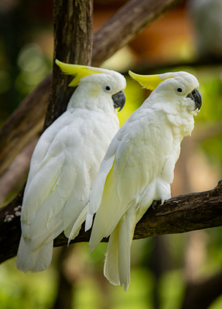 Beautiful Portrait of Yellow Crested Cookatoo Parrots , Close-upの写真素材