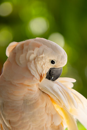 Beautiful Portrait of Yellow Crested Cookatoo Parrot , Close-upの写真素材