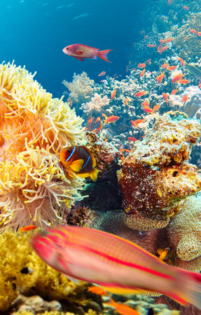 Underwater Tropical Corals Reef with colorful sea fish. Marine life sea world. Tropical colourful...