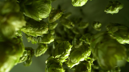 Freeze motion of falling fresh hops cones , close-up