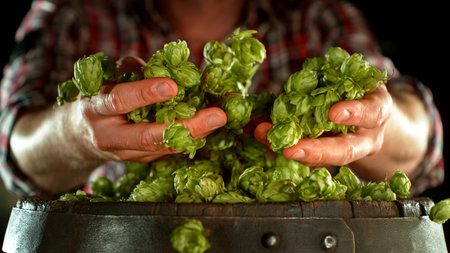Male hands holding a handful of fresh green hop cones on old wooden barrel. A brewer harvests plants to make craft beerの写真素材