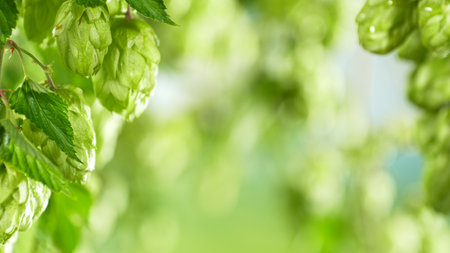 Pouring Beer into Glass with Hops Plants , Close-up