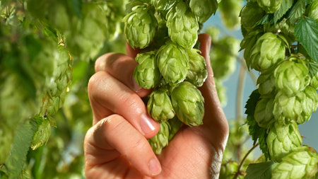 Macro shot of a farmer controlling hop cones on a farm