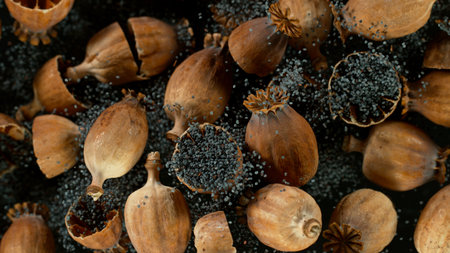 Freeze motion of ripe poppy heads. Dry plant close-up.