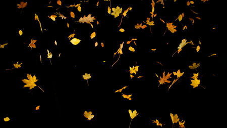 Falling colorful autumn leaves isolated on black background