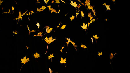 Falling colorful autumn leaves isolated on black backgroundの写真素材