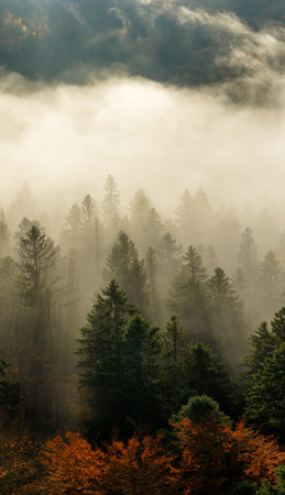 Beautiful mountain landscape in fall with colorful trees and white fog , aerial view . Misty forest