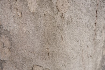 The structure of the tree bark is sycamore.の写真素材