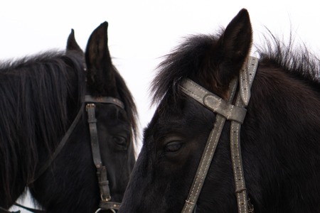 Portrait of nice black ponyの写真素材