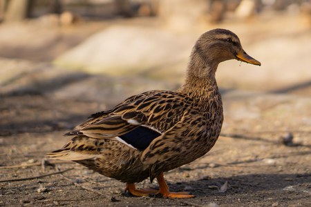 Wild ducks. Beautiful birds in the city park on a sunny day..の写真素材