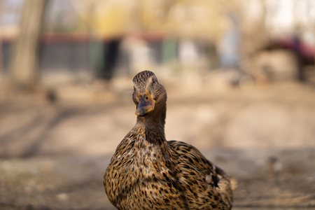 Wild ducks. Beautiful birds in the city park on a sunny day.の写真素材