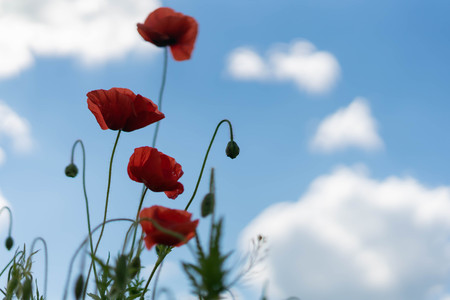 Poppy flowers on the field against the blue sky and green grass. Selective focus.の写真素材
