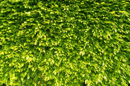 Wall hedge of green leaves in the rays of the bright morning sun. Creative vintage natural...