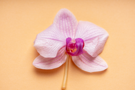 Delicate pale purple orchid flower on a colorful backgroundの写真素材