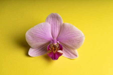 Delicate pale purple orchid flower on a colorful backgroundの写真素材