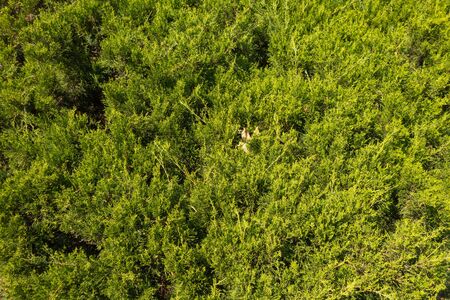 Background from green plants. Hedge. Creative vintage backgroundの写真素材