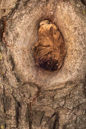 The bark of pine. Brown background of natural wood. The texture of the bark of a tree. Creative vintage background. Broken dry bough. Hollowの写真素材