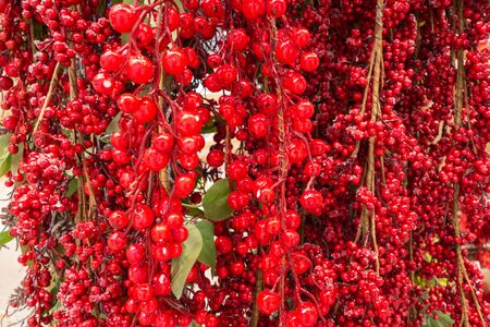 Frozen red berries in the winter in the snow. New Year and Christmas still life.